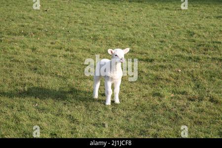 Un piccolo agnello carino sulla collina Foto Stock