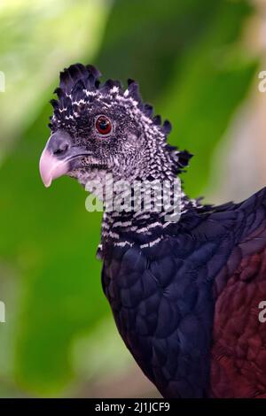 Grande curassow (femmina) - Crax rubra Foto Stock