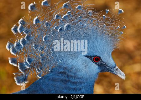 Victoria incoronato pigeon - Goura victoria Foto Stock