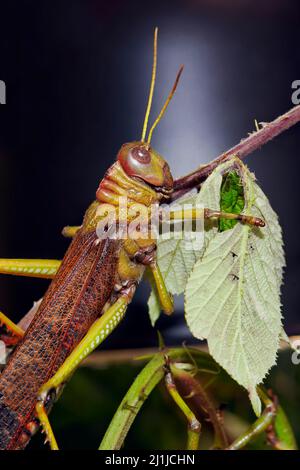 Cavalletta con alette blu - Tropidogris Collaris Foto Stock