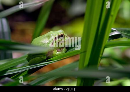 Rana europea - Hyla arborea Foto Stock