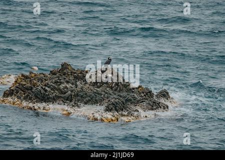 Cormorani sull'isola di Tabarca ad Alicante. Spagna. Foto Stock