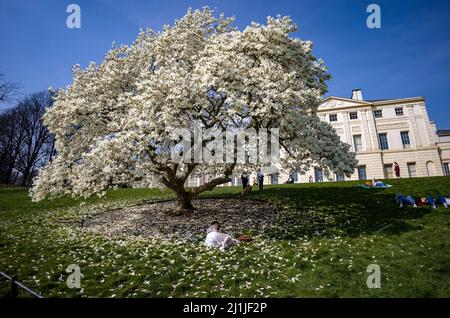 pic spettacoli: Tempo caldo in aprile l'onda di calore colpisce Londra oggi 22.3.22 Magnolia magnifico fiore albero di fronte a Kenwood House, ex maestoso ho Foto Stock