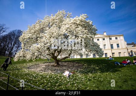 pic spettacoli: Tempo caldo in aprile l'onda di calore colpisce Londra oggi 22.3.22 Magnolia magnifico fiore albero di fronte a Kenwood House, ex maestoso ho Foto Stock