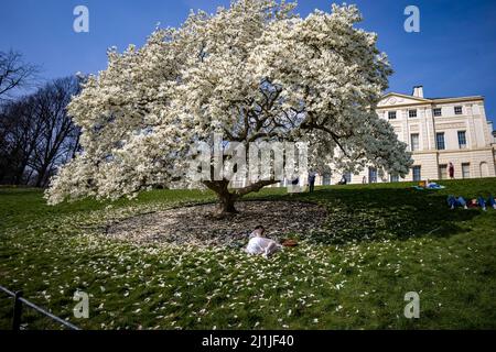 pic spettacoli: Tempo caldo in aprile l'onda di calore colpisce Londra oggi 22.3.22 Magnolia magnifico fiore albero di fronte a Kenwood House, ex maestoso ho Foto Stock