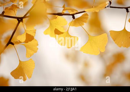 Ginkgo biloba lascia giallo brillante su un ramo d'albero in un primo piano della giornata d'autunno Foto Stock