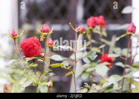 Rose da giardino con petali rossi con bel primo piano bokeh Foto Stock