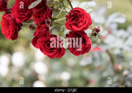 I cuccioli di scarlatto in fiore si avvicinano a uno sfondo sfocato con petali bianchi Foto Stock