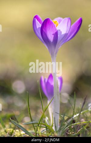 Prima primavera fiori di gocce di neve e croco rosa fiorisce con polline e nettare per le api di miele di stagione in febbraio con petali bianchi e fiore bianco Foto Stock