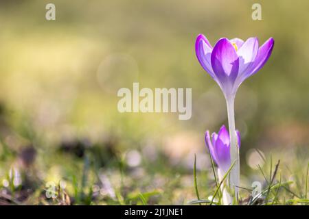 Prima primavera fiori di gocce di neve e croco rosa fiorisce con polline e nettare per le api di miele di stagione in febbraio con petali bianchi e fiore bianco Foto Stock