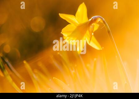 Primo piano macro vista di narcisi gialli e narcisi gialli in primavera mostrando il lato floreale della natura ideale come sfondo di Pasqua o Pasqua Foto Stock