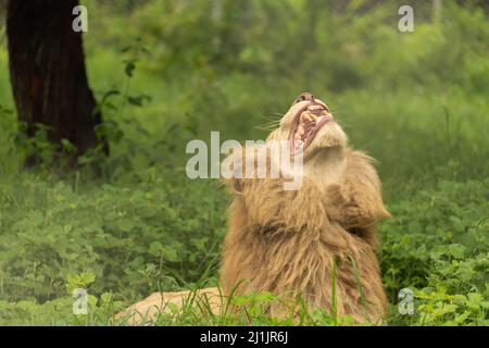 Lions al Parco Naturale di Casela Mauritius Foto Stock