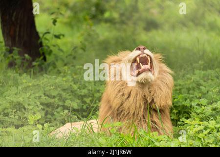 Lions al Parco Naturale di Casela Mauritius Foto Stock