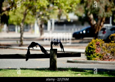 una persona seduta su una panchina in un parco Foto Stock