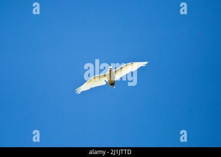 un uccello che vola in un cielo azzurro chiaro Foto Stock