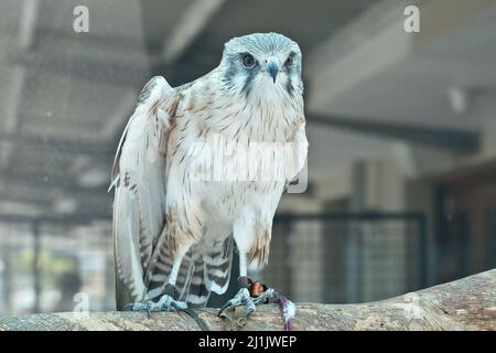 Eagle falcone è situato in cima a un edificio in australia Foto Stock