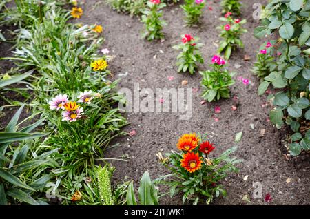 Gazania o fiore del tesoro in piena fioritura sullo sfondo delle foglie. Gazania - una pianta ornamentale per il disegno di giardino e del parco paesaggistico. Selectiv Foto Stock