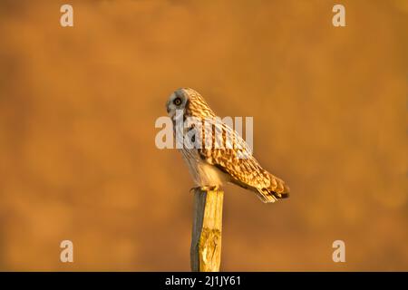 Gufo dalle orecchie corte (Asio flammeus) arroccato su un palo di recinzione, a lato, catturato in bella luce della sera, preso Cuckmere Haven, Sussex, Regno Unito Foto Stock