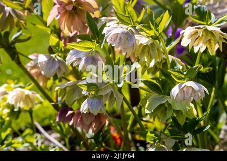 Attraente display di Hellebore Foto Stock