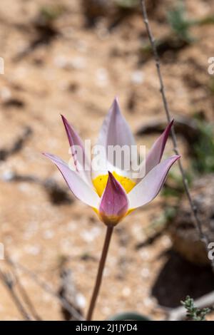 Tulipani selvatici in lilla morbida con bordo in fiore bianco. Foglie verdi affilate con punta rossa. Giardino verde in sfondo sfocato, giorno di primavera soleggiato. Primo piano Foto Stock