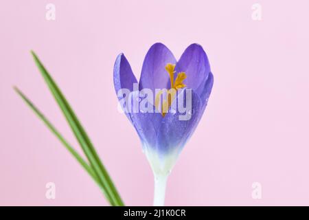 Un bellissimo fiore viola di Crocus Foto Stock