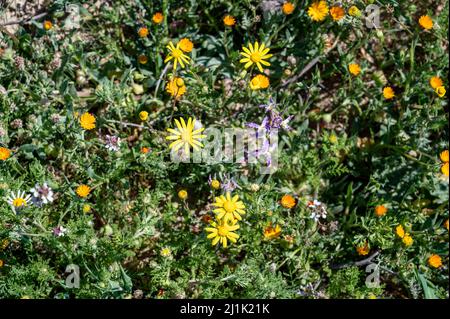 Campi di fiori nel luminoso sole meridionale. Tre aironi che volano sopra il campo di erba verde. Fioritura primaverile del deserto del Negev. Foto Stock