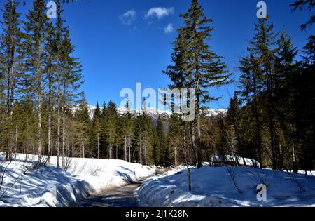 Passaggio su una strada sporca che attraversa un bosco della Val Fiscalina Foto Stock