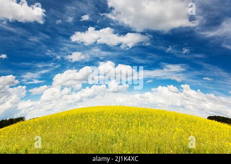 Fiori gialli di stupri e cielo blu con nuvole soffici. Ucraina, Europa. Mondo di bellezza. Foto Stock