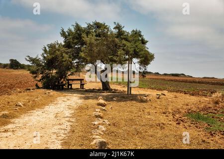 Paesaggio con famoso vecchio ginepro albero degli amanti in Ayia Napa, Cipro. Foto Stock