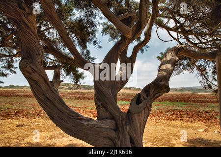 Paesaggio con famoso vecchio ginepro albero degli amanti primo piano in Ayia Napa, Cipro. E' una penisola montagnosa con un parco nazionale, sentieri rocciosi, un turquoi Foto Stock