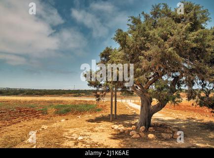 Paesaggio con famoso vecchio ginepro albero degli amanti in Ayia Napa, Cipro. E' una penisola montagnosa con un parco nazionale, sentieri rocciosi, un lagoo turchese Foto Stock