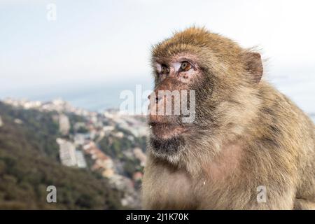 Barberia macaco Macaca sylvanus, Gibilterra Foto Stock