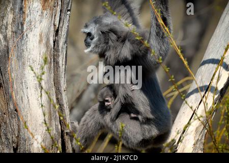 Praga, Repubblica Ceca. 26th Mar 2022. Claire quattro mesi gibbone di seta bambino (Hylobates moloch) con la mamma Alang Alang foraging in un albero allo Zoo di Praga nella Repubblica Ceca. (Credit Image: © Slavek Ruta/ZUMA Press Wire) Foto Stock