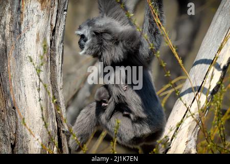 Praga, Repubblica Ceca. 26th Mar 2022. Claire quattro mesi gibbone di seta bambino (Hylobates moloch) con la mamma Alang Alang foraging in un albero allo Zoo di Praga nella Repubblica Ceca. (Credit Image: © Slavek Ruta/ZUMA Press Wire) Foto Stock