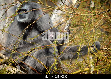 Praga, Repubblica Ceca. 26th Mar 2022. Claire quattro mesi gibbone di seta bambino (Hylobates moloch) con la mamma Alang Alang foraging in un albero allo Zoo di Praga nella Repubblica Ceca. (Credit Image: © Slavek Ruta/ZUMA Press Wire) Foto Stock