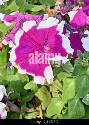 petunia idruro cascadia bordo magenta fiore con albero. Foto Stock