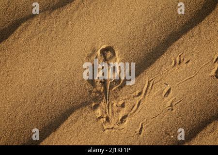 AMAA con testa di papà, colpo sul corpo, Phrynocephalus mystaceus, Desert National Park, Jaisalmer, Rajasthan, India Foto Stock