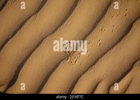 AMAA con testa di papà, colpo sul corpo, Phrynocephalus mystaceus, Desert National Park, Jaisalmer, Rajasthan, India Foto Stock