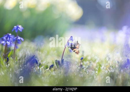 Tartaroiseshell farfalla alimentazione su fiori blu primavera in una mattinata di sole con gocce di rugiada scintillante al sole. Foto Stock