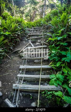 Una scala di cavi e una corda sul sentiero della costa olimpica meridionale, Olympic National Park, Washington, USA. Foto Stock