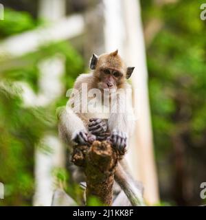 Personale e attento. Scatto di una piccola scimmia seduta in un albero. Foto Stock