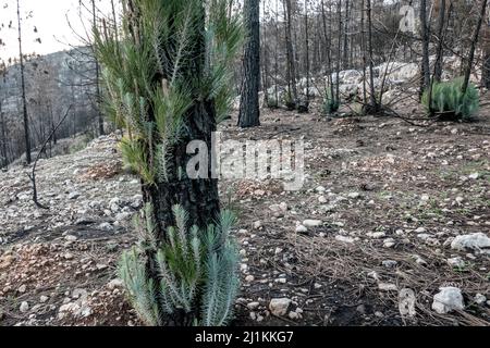 Nuova crescita germogliante dalla corteccia di un pino bruciato a seguito di un grande incendio nella riserva naturale di Har Tayyasim, nel cuore delle colline di Gerusalemme. Israele Foto Stock