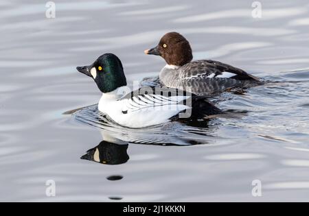 Una coppia comune di anatra Goldeneye nuoto a distanza ravvicinata con il maschio in prima linea e la femmina vicino. Foto Stock