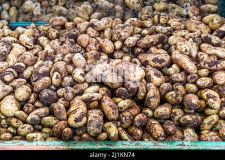 Mercato vegetale a Çatalköy, Repubblica turca di Cipro del Nord (TRNC) Foto Stock