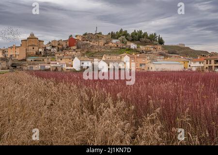 Vimini piantati nel campo per la raccolta a Villaconejos de Trabaque in Cuenca, Spagna Foto Stock