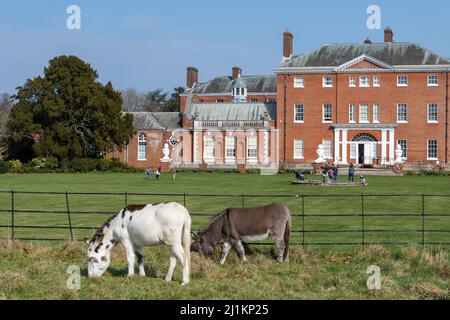 Due asini che pascolo in un campo con Hatchlands Park casa dietro e visitatori, Surrey, Inghilterra, Regno Unito Foto Stock