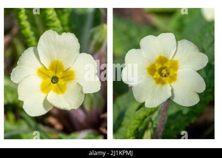 Primrose (Primula vulgaris), un fiore di primavera, Regno Unito. Primo piano dei due tipi di fiori, fiori ad occhio puntato (sinistro) e ad occhio puntato (destro). Foto Stock