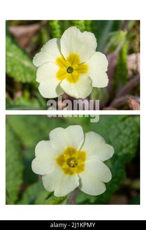 Primrose (Primula vulgaris), un fiore di primavera, Regno Unito. Primo piano dei due tipi di fiori, fiori ad occhio di spillo (in alto) e ad occhio di tetro (in basso). Foto Stock