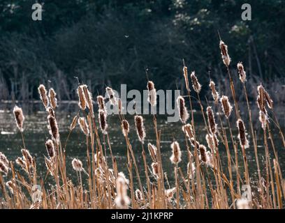 Bulrushes o cattails (Typha latifolia) a lato del lago al sole, Lothian orientale, Scozia, Regno Unito Foto Stock