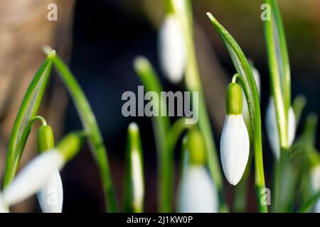 Snowdrop (galanthus nivalis), primo piano mettendo a fuoco su un singolo fiore di molti. Foto Stock